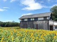 映画村季節の花畑（向日葵）