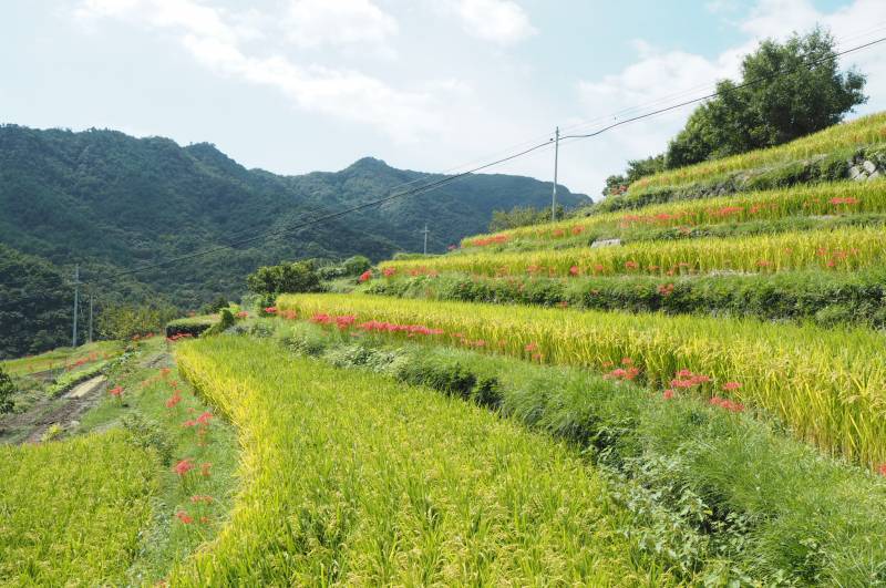 フォトダウンロード 小豆島観光協会 公式