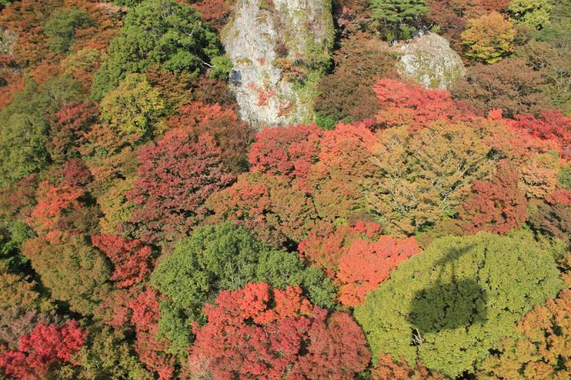 寒霞渓紅葉情報11.14（寒霞渓ロープウェイHPへ）