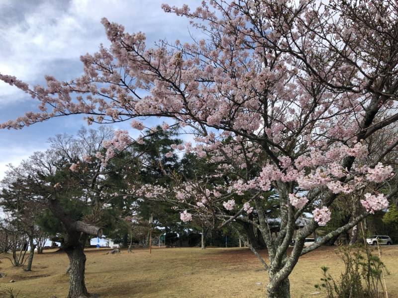 2026年寒霞渓山桜・新緑情報 #04.05(寒霞渓ロープウェイHPへ)