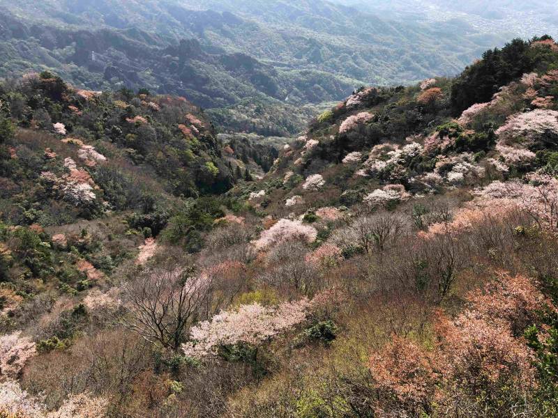 2026年寒霞渓山桜・新緑情報 #04.12(寒霞渓ロープウェイHPへ)