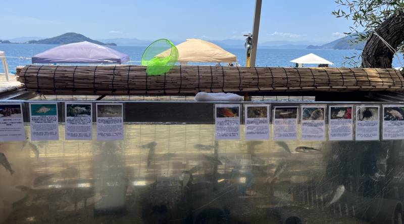オリーブビーチに子供ふれあいミニ水族館がオープン！