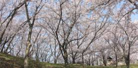 桜　－城山公園－